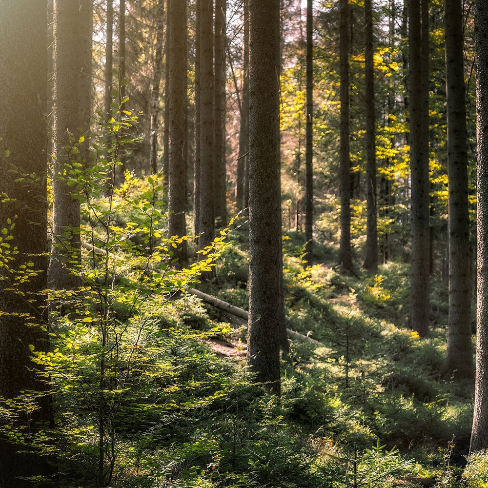 Lorem Ipsum placeholder text