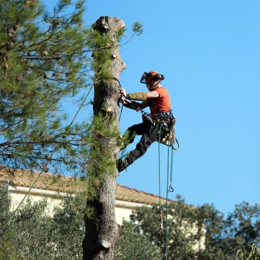 Taille elagage arbre