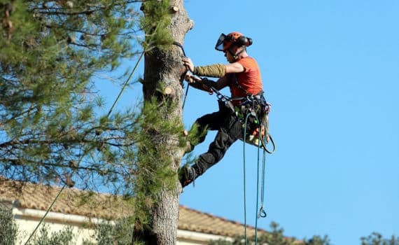 Taille elagage arbre
