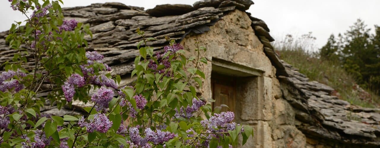 Cabanon_en_pierre_proche_arbre_a_tailler