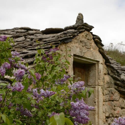 Cabanon_en_pierre_proche_arbre_a_tailler