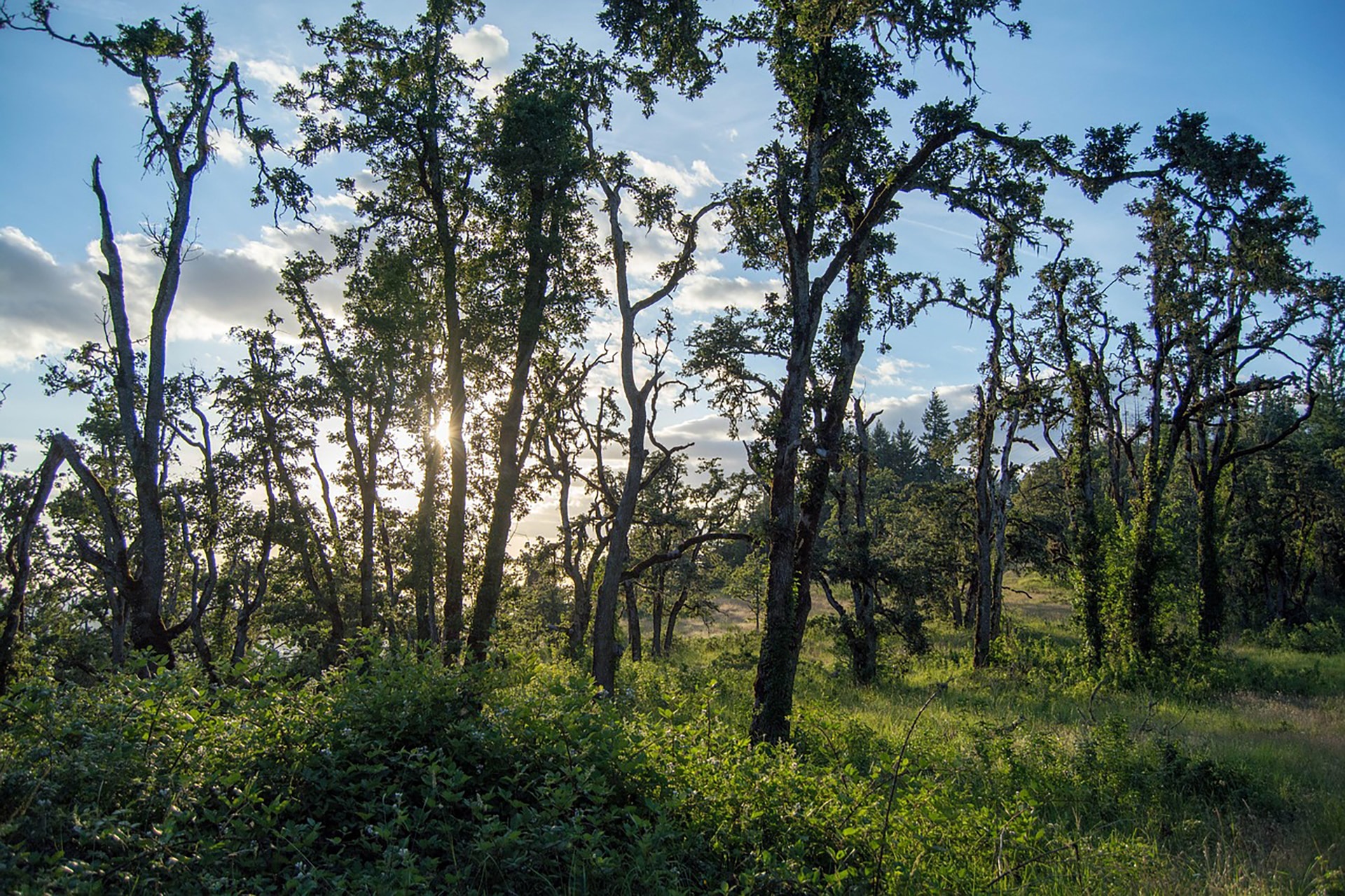 Nettoyage et remise en état : retrouver un terrain exploitable et sécurisé