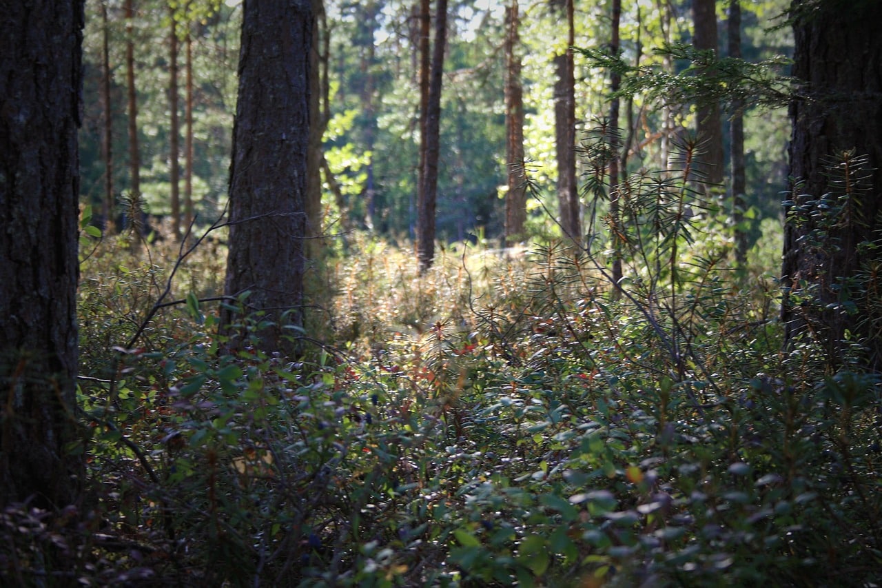 Réaliser un débroussaillage avec méthode pour les terrains d’accès difficile ou sous contraintes