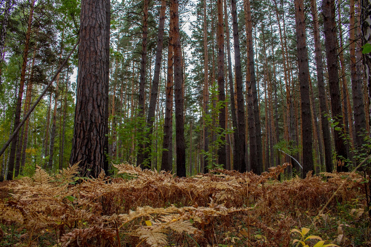 Remise en état de terrains sous contraintes ou après chantiers